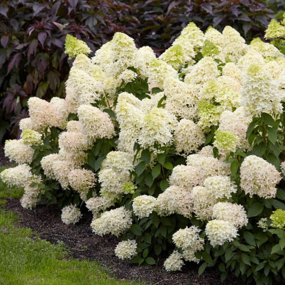 Hortensia 'Skyfall'